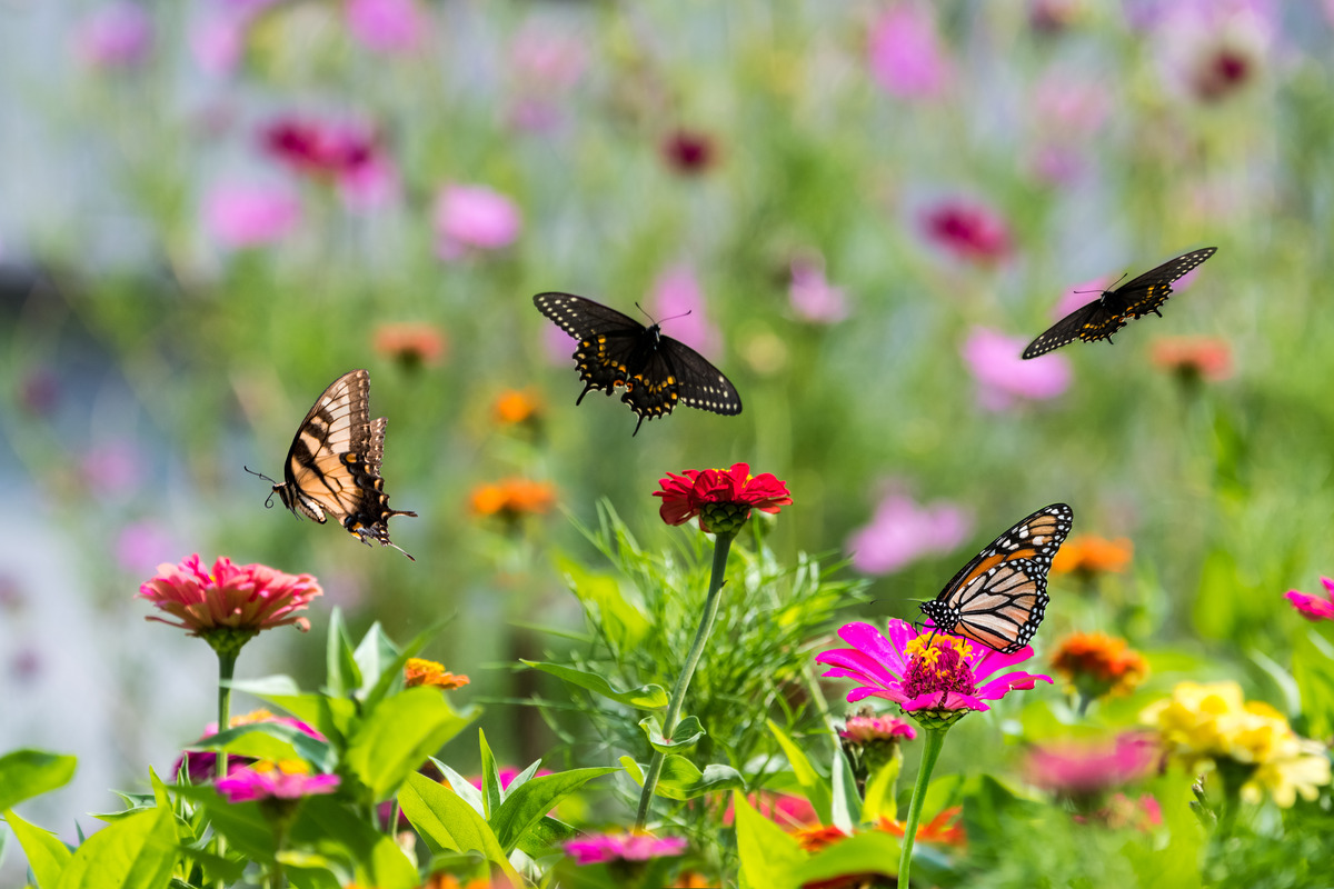 Multiple butterflies in a garden